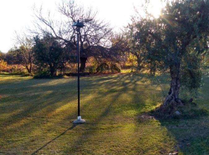 Mula Maipu (Mendoza)