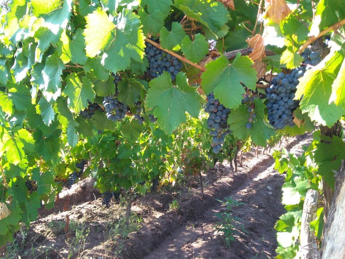 Mula Maipu (Mendoza)