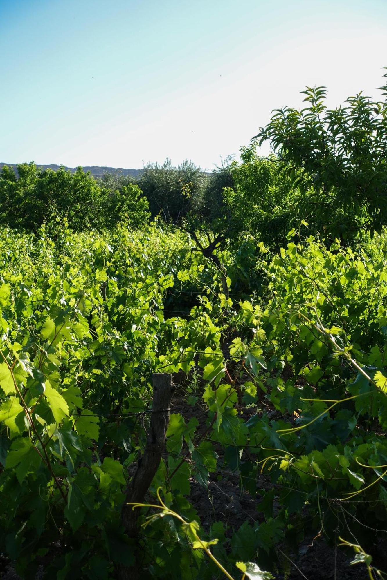 Mula Maipu (Mendoza)