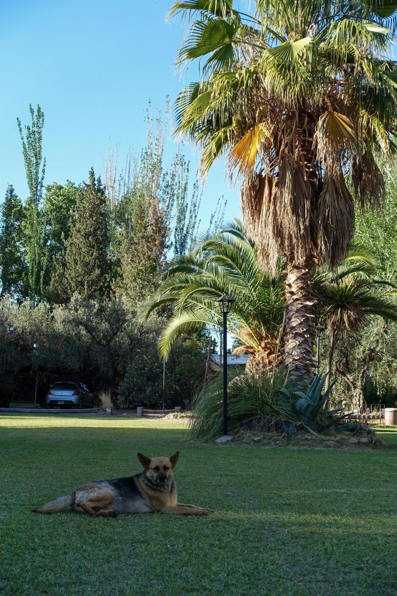 Mula Maipu (Mendoza)