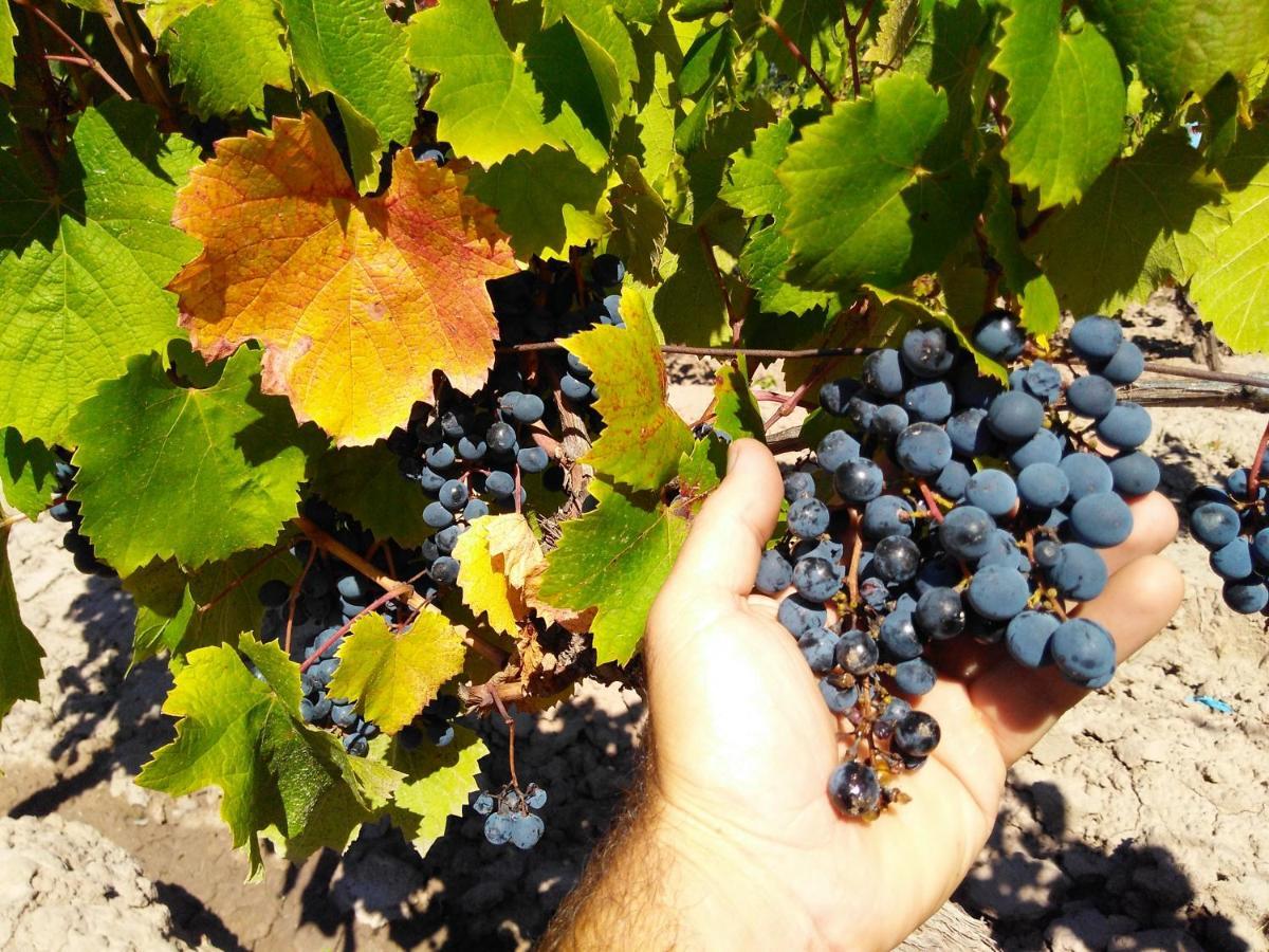 Mula * Maipu (Mendoza)